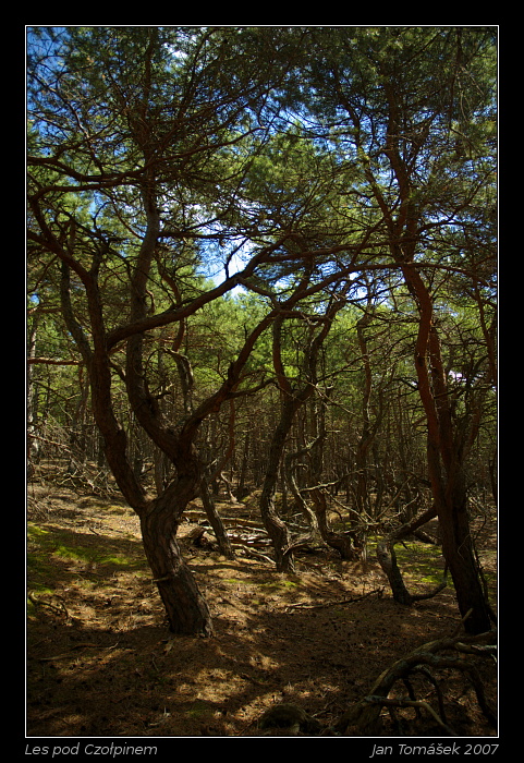Les pod Czołpinem